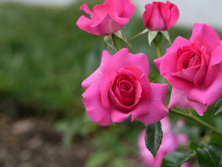 中之島公園バラ園の薔薇