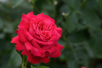 中之島公園バラ園の薔薇