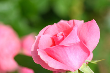 中之島公園バラ園の薔薇