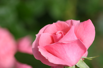 中之島公園バラ園の薔薇