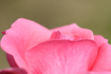 中之島公園バラ園の薔薇