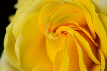 中之島公園バラ園の薔薇