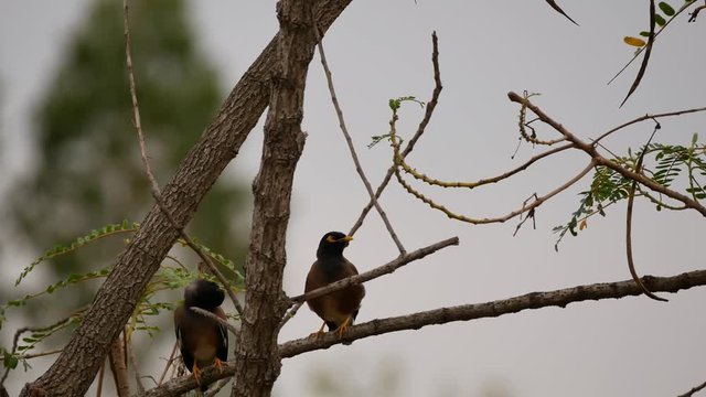 Starlings Preen Feathers on The Twigs while Raining