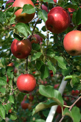 りんご（ふじ）