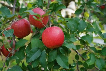 りんご（ふじ）