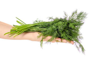 Dill in hand on white background isolation