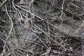 close up roots with fertile soil background