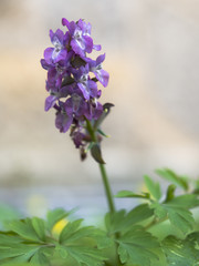 Violett blühender Lerchensporn auf einer Wiese.