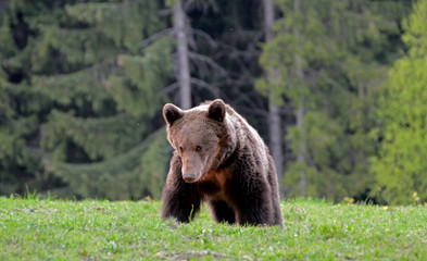 Brown bear in Carpathian Mountains in Transylvania, Romania