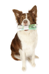 Collie border dog with the stack of bills one hundred Euro  in her teeth