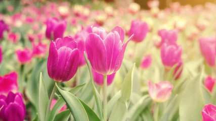 Obraz na płótnie Canvas Pink tulip flower in a garden, vintage style.