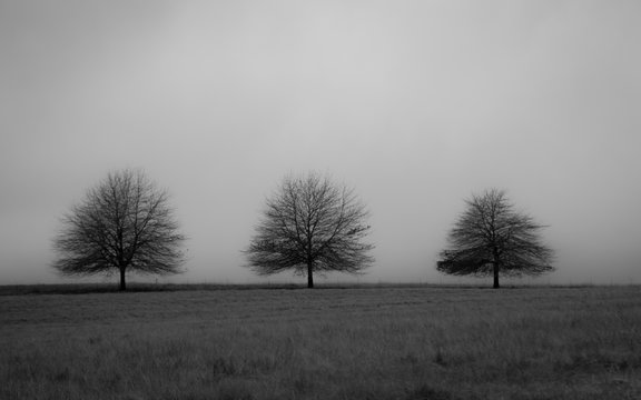 Black and white picture of trees with copy space background
