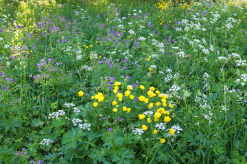 Globeflower that blooms on a meadow