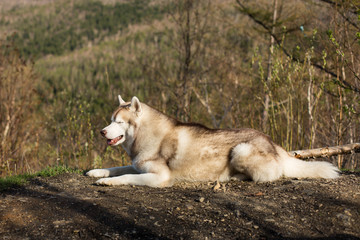 Naklejka na ściany i meble Profile Image of free and prideful beige and white Siberian Husky dog with closed eyes lying in the forest on sunny mountains background.