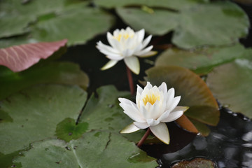 The lotus of Nara-koen Park