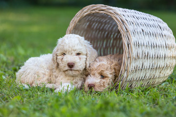 Cute puppies laying into the basket © cherryandbees