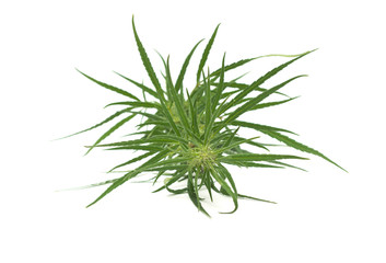 Cannabis isolated on white background