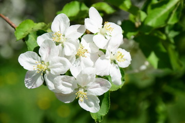 Apfelbaumblüten, Blütezeit in Südtirol