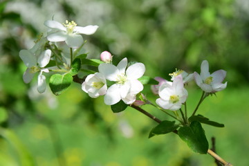 Zarte Blüten des Apfelbaumes