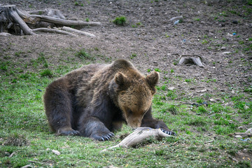 Obraz na płótnie Canvas Brown bear in Carpathian Mountains in Transylvania, Romania