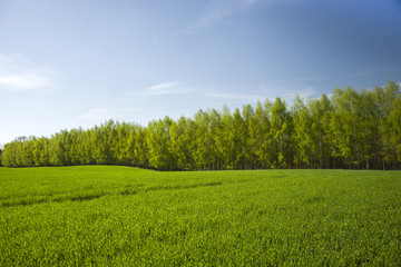 Obraz premium Green field and forest, spring view