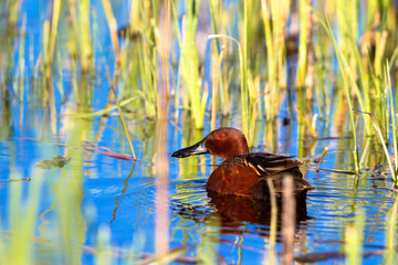 Male Cinnamon Teal swims in blue water amid emergent marsh grasses at Alamosa National Wildlife Refuge in southern Colorado
