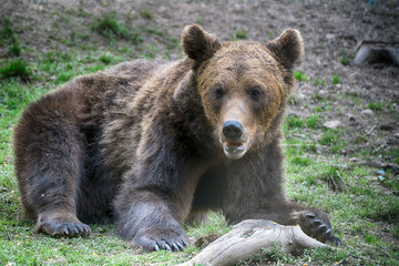 Obraz premium Brown bear in Carpathian Mountains in Transylvania, Romania