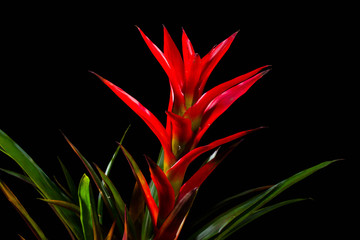 bright large flower of red hibiscus isolated on white background