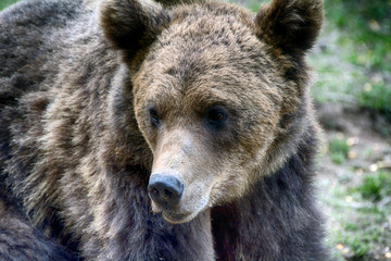 Brown bear in Carpathian Mountains in Transylvania, Romania