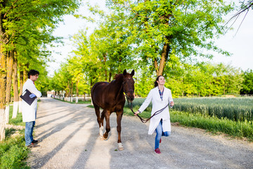 Male and female veterinarians with horse at ranch checking horse's movement.