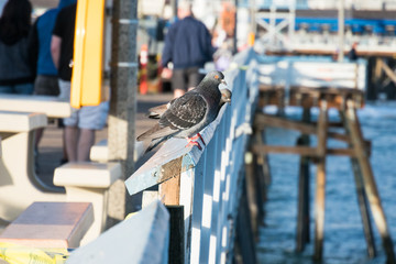 桟橋で休むつがいの鳩