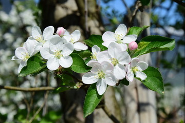Naklejka na ściany i meble Apfelblüten im Sonnenlicht