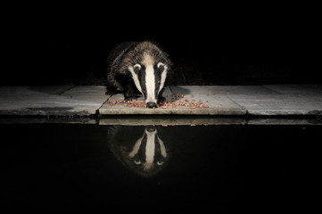 Badger with reflection 4 - Powered by Adobe