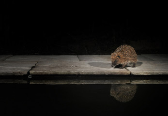 Obraz premium Hedgehog and reflection