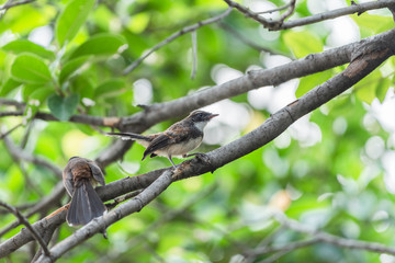 Two birds (Malaysian Pied Fantail) in nature wild