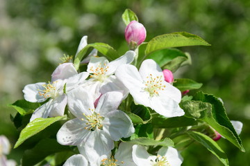 Apfelblüten in Südtirol