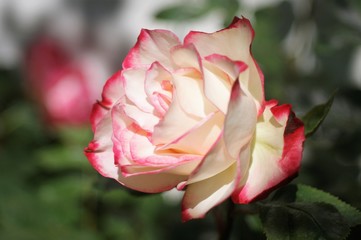 kremowa róża z płatkami czerwonymi na końcach