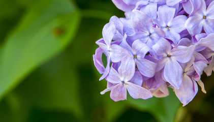 Beautiful spring lilac flowers. clode up