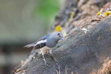Bird (Oriental magpie-robin) in a nature wild