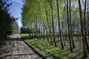 Forest road with birch and coniferous trees