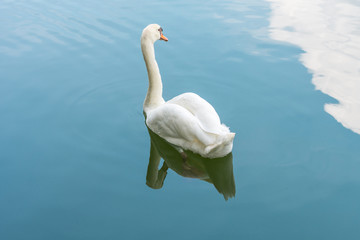 Bird (Swans, Cygnus) swimming in a nature wild