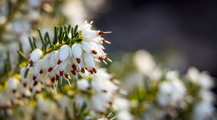Close up Wild white and pink heather, outdoors macro