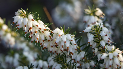 Close up Wild white and pink heather, outdoors macro
