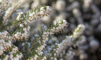 Close up Wild white and pink heather, outdoors macro