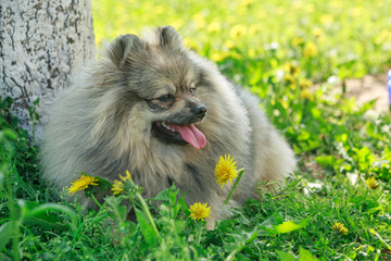 Small dog breed Pomeranian walks