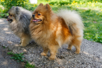 Naklejka na ściany i meble Small dogs breed Pomeranian walks