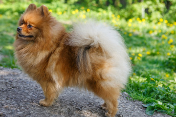 Fototapeta na wymiar Small dog breed Pomeranian walks