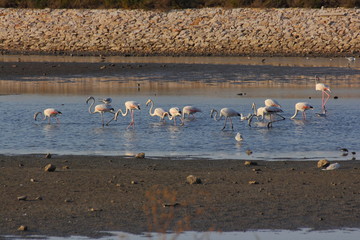 A flamingo's group in the salt lake