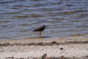 Sandpiper in Maine