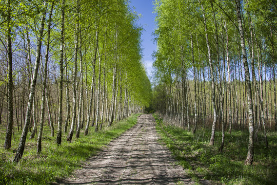 Long avenue between birch trees